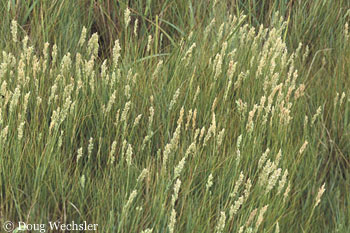 Salt Grass 3067-16.jpg - 76036 Bytes